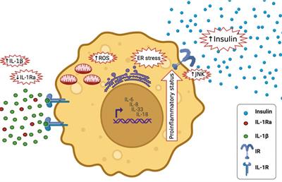The role of interleukin-1β in type 2 diabetes mellitus: A systematic review and meta-analysis